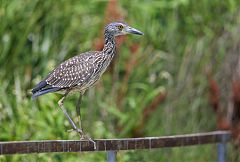 Yellow-crowned Night-Heron